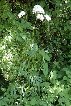 Valeriana excelsa \ Echter Kriech-Baldrian, Kriechender Arznei-Baldrian / High Valerian, D Laudenbach am Main 24.6.2017