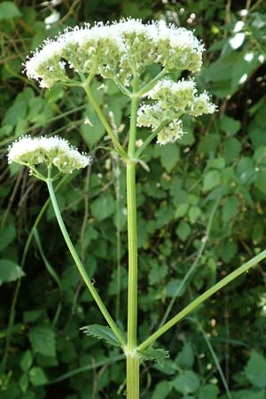 Valeriana excelsa \ Echter Kriech-Baldrian, Kriechender Arznei-Baldrian / High Valerian, D Laudenbach am Main 24.6.2017