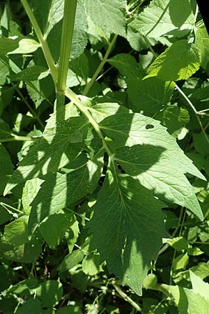 Valeriana excelsa \ Echter Kriech-Baldrian, Kriechender Arznei-Baldrian / High Valerian, D Laudenbach am Main 24.6.2017