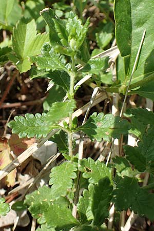 Veronica orsiniana \ Orsinis Ehrenpreis / Orsini's Speedwell, D Nittel 30.5.2018