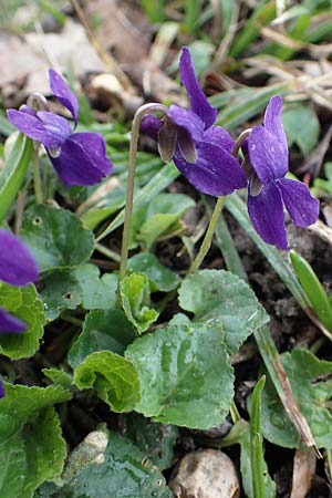 Viola odorata \ Wohlriechendes Veilchen, Mrz-Veilchen / Sweet Violet, D Ludwigshafen 18.3.2021