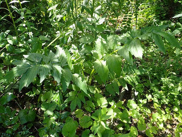 Valeriana excelsa \ Echter Kriech-Baldrian, Kriechender Arznei-Baldrian / High Valerian, D Sandhausen 17.6.2021