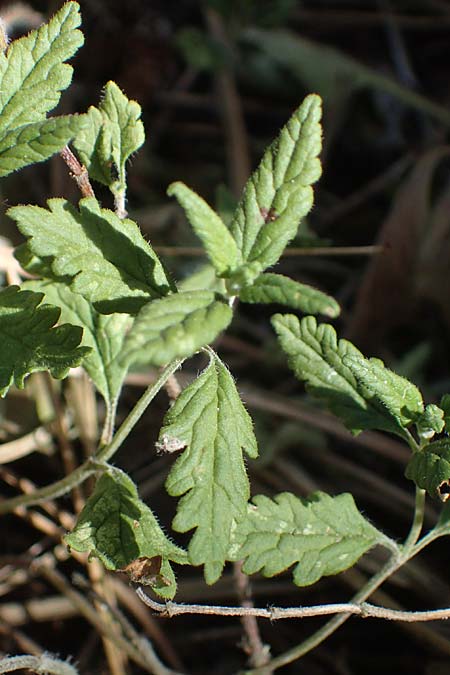 Veronica orsiniana / Orsini's Speedwell, D Nittel 18.7.2022