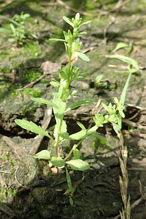 Veronica peregrina \ Fremder Ehrenpreis / American Speedwell, D Achern 23.7.2016