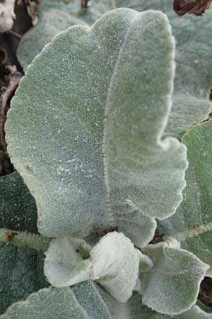 Verbascum pulverulentum / Hoary Mullein, D Babenhausen 2.10.2016