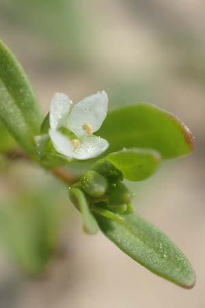 Veronica peregrina \ Fremder Ehrenpreis / American Speedwell, D Laudenbach am Main 13.5.2018