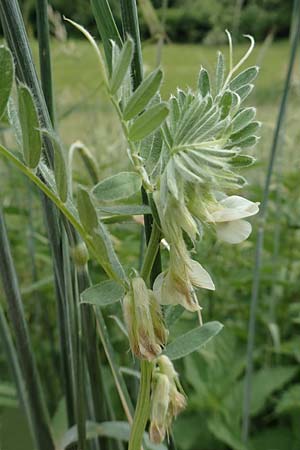 Vicia pannonica subsp. pannonica \ Ungarische Wicke / Hungarian Vetch, D Hemsbach 9.6.2019