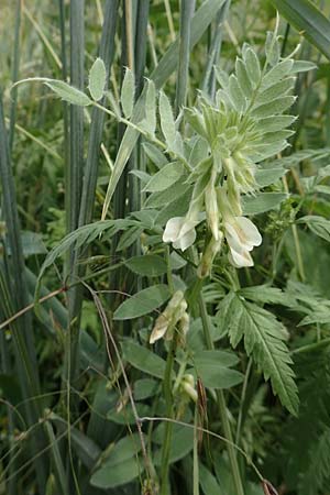 Vicia pannonica subsp. pannonica \ Ungarische Wicke, D Hemsbach 9.6.2019