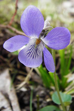 Viola rupestris \ Sand-Veilchen / Teesdale Violet, D Schwetzingen 13.4.2015