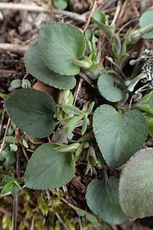 Viola rupestris \ Sand-Veilchen / Teesdale Violet, D Schwetzingen 20.3.2017