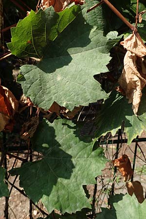 Vitis riparia \ Ufer-Weinrebe / Riverbank Grape, Frost Grape, D Frankfurt-Riederwald 5.9.2018