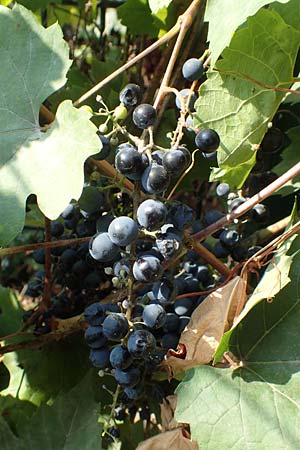 Vitis riparia / Riverbank Grape, Frost Grape, D Frankfurt-Riederwald 5.9.2018