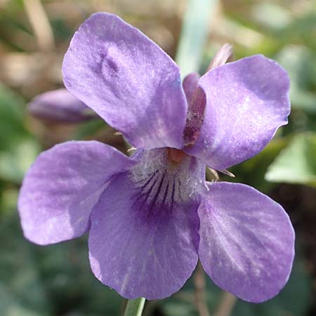 Viola reichenbachiana \ Wald-Veilchen / Early Dog Violet, D Lampertheim 20.3.2020