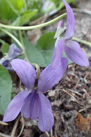 Viola riviniana \ Hain-Veilchen / Common Dog Violet, D Schwetzingen 3.4.2020