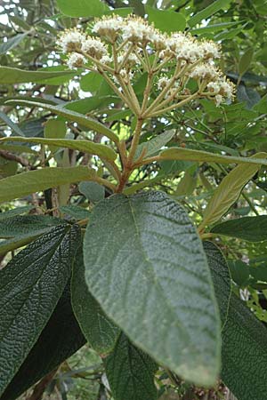 Viburnum rhytidophyllum \ Runzelblttriger Schneeball / Wrinkled Viburnum, D Rauenberg 14.5.2023