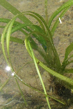 Vallisneria spiralis / Tape Grass, D Rheinstetten-Silberstreifen 31.7.2008