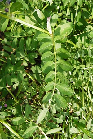 Vicia sativa var. sativa \ Saat-Wicke, Echte Futter-Wicke, D Sinsheim 15.5.2015