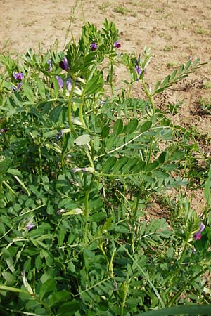 Vicia sativa var. sativa \ Saat-Wicke, Echte Futter-Wicke / Common Vetch, D Sinsheim 15.5.2015