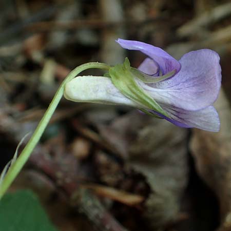 Viola riviniana \ Hain-Veilchen / Common Dog Violet, D Kressbronn 7.5.2016