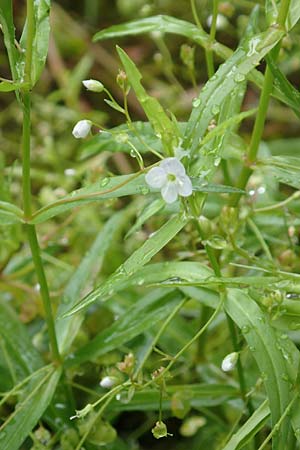 Veronica scutellata \ Schild-Ehrenpreis / Marsh Speedwell, D Baden-Baden 23.7.2016