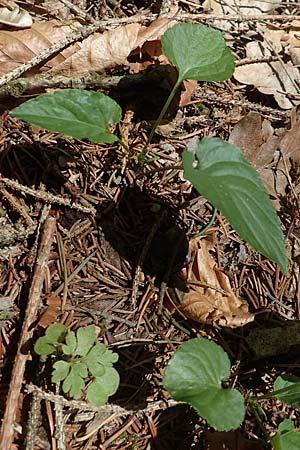 Viola alba subsp. scotophylla \ Lilasporniges Wei-Veilchen / Dark-Leaved White Violet, D Kressbronn 1.5.2019