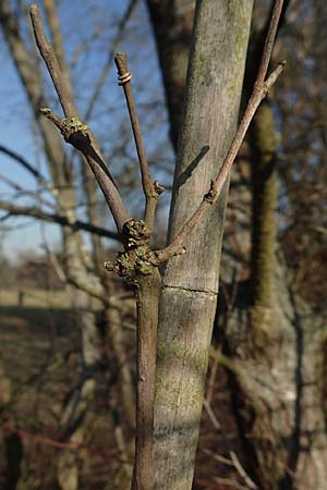 Vitis sylvestris \ Wilde Weinrebe, D Mannheim Reiß-Insel 6.2.2020