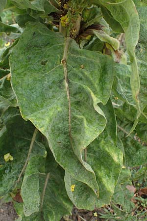 Verbascum speciosum \ Pracht-Knigskerze, D Mannheim 30.8.2021