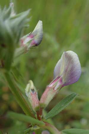 Vicia segetalis \ Korn-Wicke, Getreide-Wicke / Narrow-Leaved Common Vetch, D Mannheim 24.4.2022