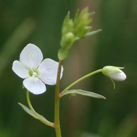 Veronica scutellata / Marsh Speedwell, D Stadtallendorf 21.6.2022