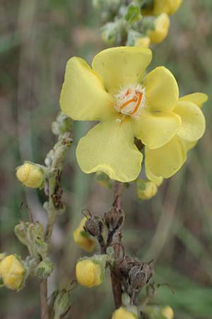 Verbascum lychnitis / White Mullein, D Bensheim 20.9.2016