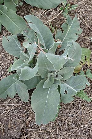 Verbascum thapsus / Great Mullein, Aaron's Rod, D Bensheim 20.9.2016