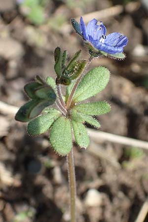 Veronica triphyllos / Fingered Speedwell, D Hanhofen 14.4.2018