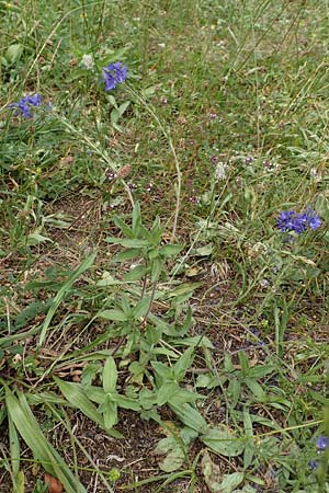 Veronica teucrium / Large Speedwell, D Beuron 26.6.2018