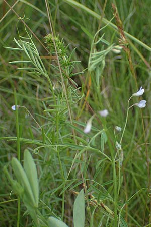 Ervum tetraspermum \ Viersamige Wicke / Smooth Tare, D Thüringen, Erfurt 6.6.2022