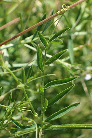 Ervum tetraspermum / Smooth Tare, D Thüringen, Herrnschwende 14.6.2023