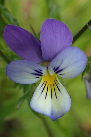 Viola tricolor \ Wildes Stiefmtterchen / Heartsease, Wild Pansy, D Rhön, Heidelstein 20.6.2023