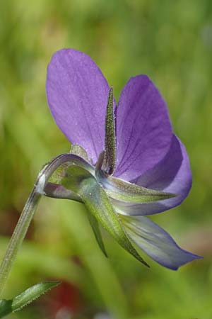 Viola tricolor \ Wildes Stiefmtterchen / Heartsease, Wild Pansy, D Rhön, Heidelstein 20.6.2023