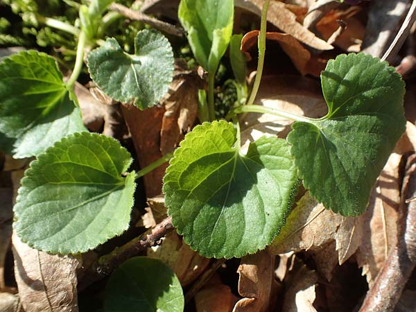 Viola x scabra \ Raues Veilchen / Hairy Violet, D Frankfurt-Rödelheim 25.3.2017