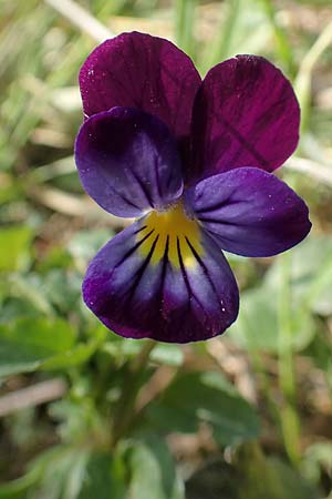 Viola arvensis x wittrockiana \ Stiefmtterchen-Hybride / Hybrid Pansy, D St. Leon - Rot 17.5.2019