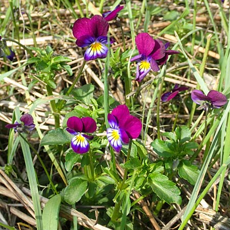 Viola arvensis x wittrockiana \ Stiefmtterchen-Hybride / Hybrid Pansy, D St. Leon - Rot 17.5.2019
