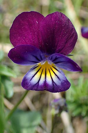 Viola arvensis x wittrockiana, Stiefmütterchen-Hybride