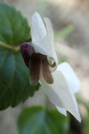 Viola x cluniensis \ Veilchen-Hybride, D Weinheim an der Bergstraße 31.3.2020