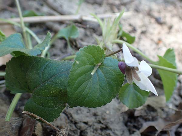 Viola x cluniensis \ Veilchen-Hybride, D Weinheim an der Bergstraße 31.3.2020