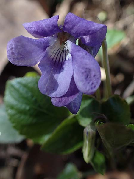 Viola x bavarica \ Veilchen-Hybride / Hybrid Violet, D Bensheim 29.3.2021