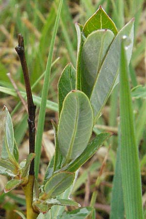 Salix myrsinifolia \ Schwarzwerdende Weide, D Allgäu, Gebrazhofen 5.5.2007