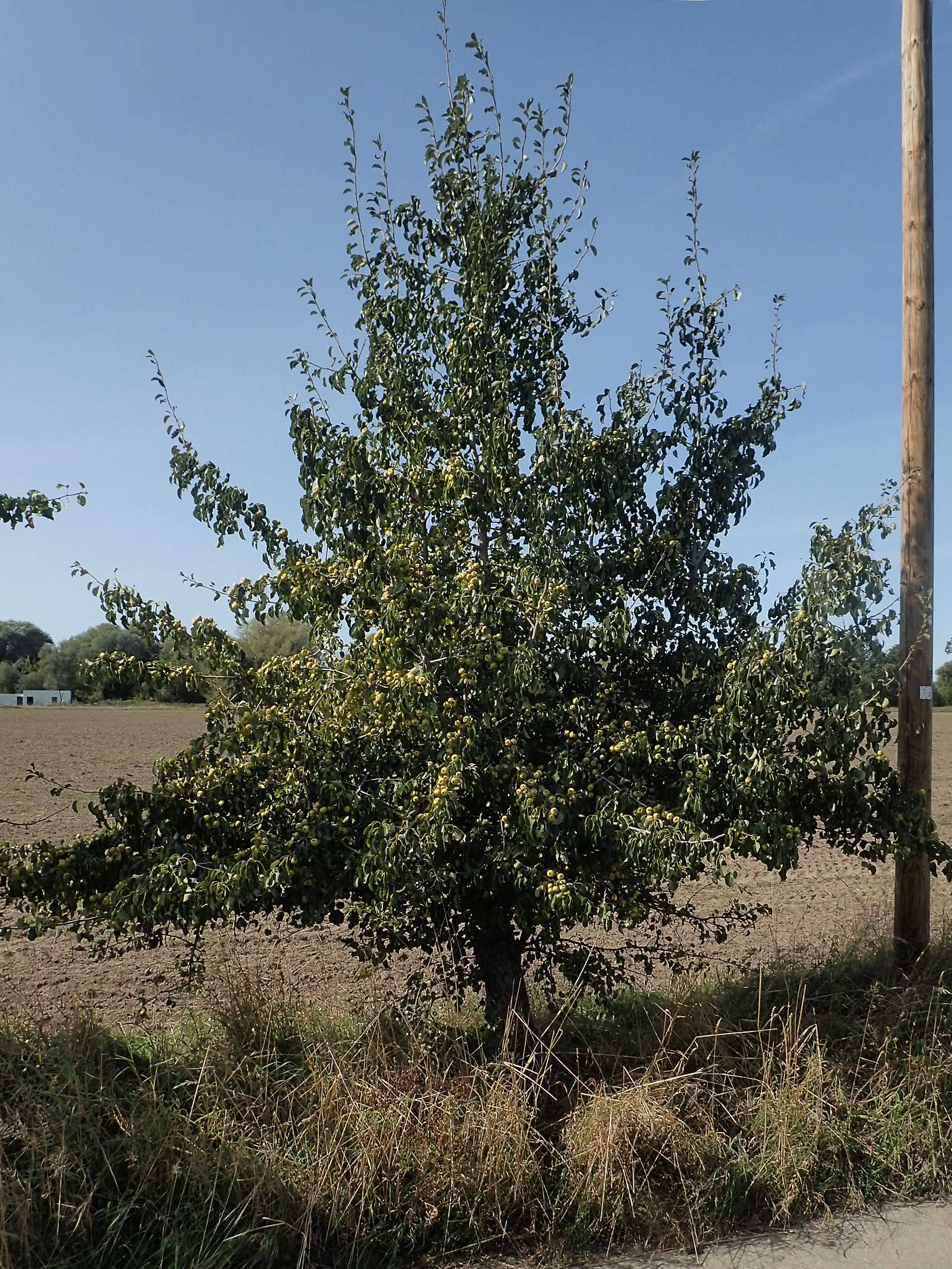 Pyrus pyraster \ Wild-Birne, Holz-Birne / Wild Pear, D Brandenburg, Havelaue-Strodehne 17.9.2020
