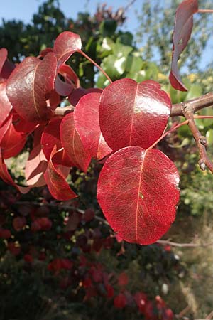 Pyrus pyraster \ Wild-Birne, Holz-Birne / Wild Pear, D Brandenburg, Havelaue-Strodehne 17.9.2020