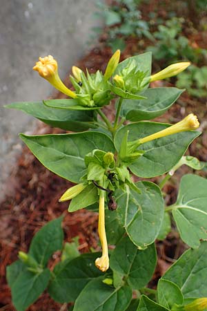 Mirabilis jalapa \ Wunderblume / Marvel of Peru, D Ladenburg 30.9.2021