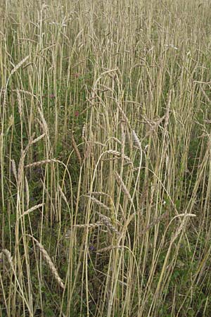 Triticum aestivum \ Saat-Weizen, Weich-Weizen / Bread Wheat, D Hardheim 7.7.2007