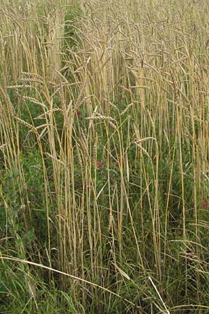 Triticum aestivum \ Saat-Weizen, Weich-Weizen / Bread Wheat, D Hardheim 7.7.2007